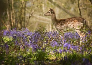 Fallow Deer in Bluebells