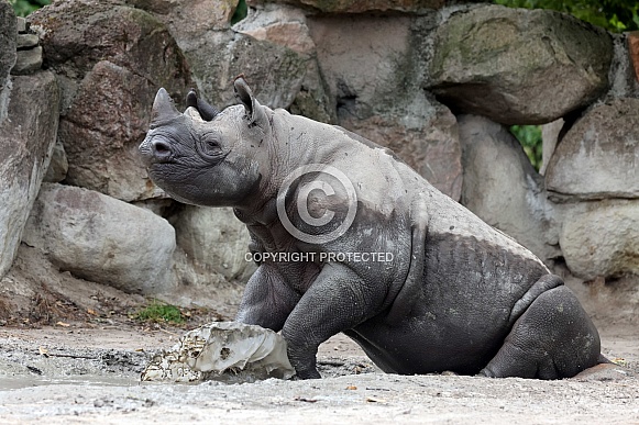 The black rhinoceros, black rhino or hook-lipped rhinoceros (Diceros bicornis)