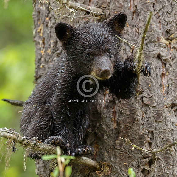 Black bear cub