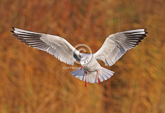 Black headed Gull