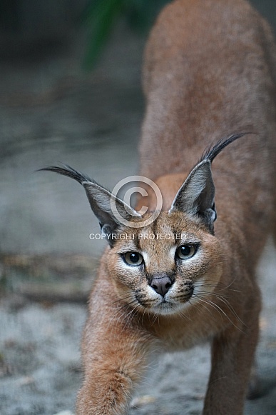 Caracal