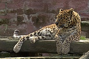 African Leopard (Panthera Pardus Pardus)