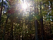 Sun rays shining  through the woods.