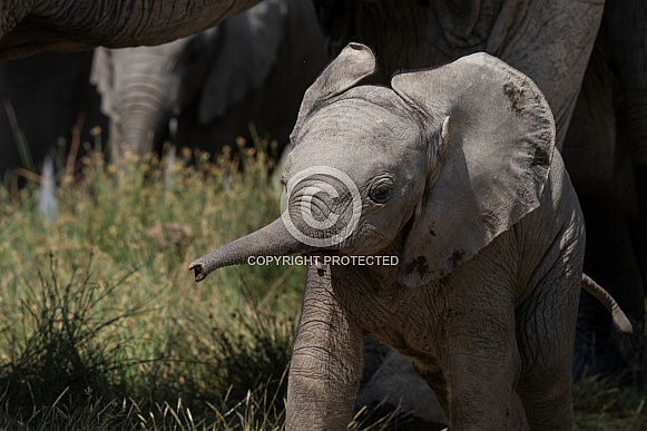Baby elephant sticking his trunk out Baby elephant sticking his trunk out