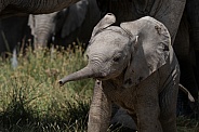 Baby elephant sticking his trunk out
