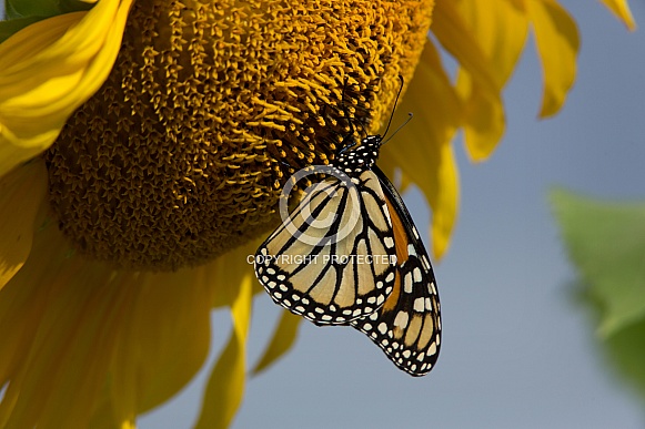 Monarch Butterfly Monarch Butterfly