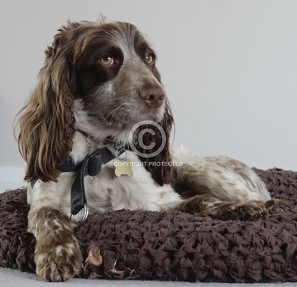 Springer Spaniel