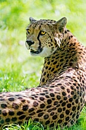 Cheetah, Female