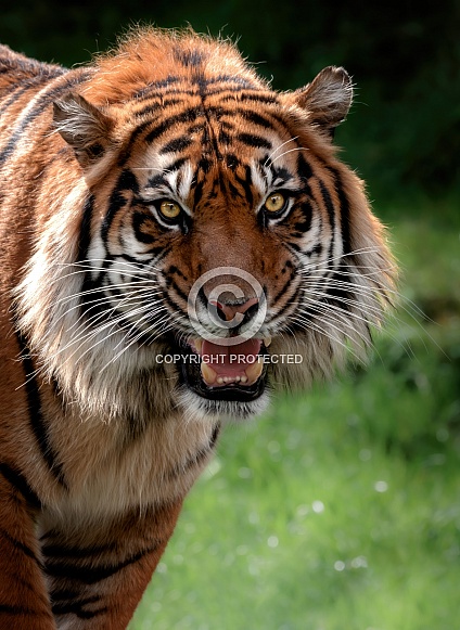 Sumatran Tiger