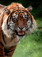 Sumatran Tiger