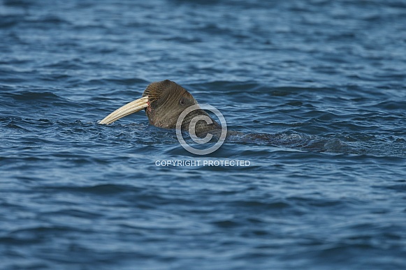 Walrus and Warluses Walrus and Warluses