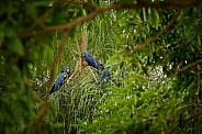 Hyacinth macaw in the nature habitat