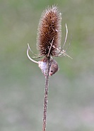 Harvest Mouse