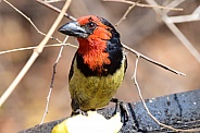 Black collard barbet
