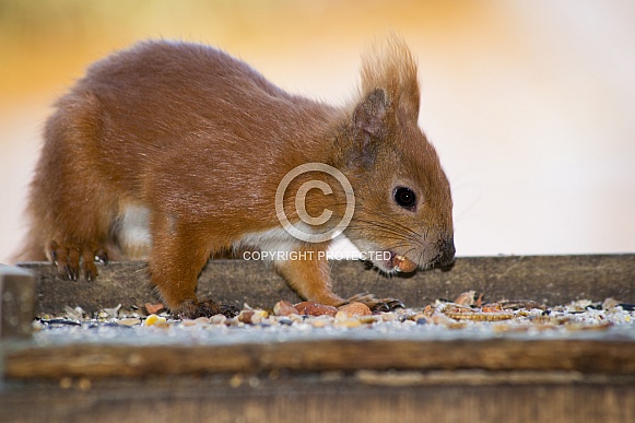 Isle of Wight Red Squirrel