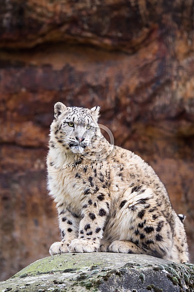 young snow leopard young snow leopard
