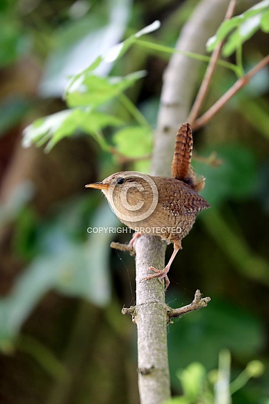 Eurasian Wren (Troglodytes troglodytes)
