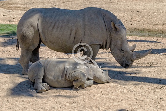 Southern White Rhinoceros and Calf
