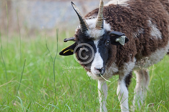 Young Jacob Sheep Ram