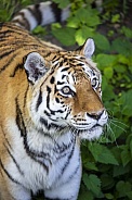 Siberian tiger (PANTHERA TIGRIS ALTAICA)