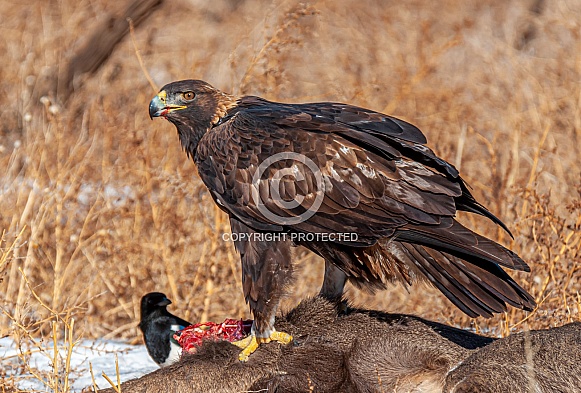 Golden Eagle Golden Eagle