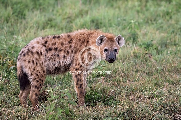 Spotted Hyena at sunrise