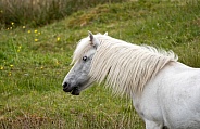 Eriskay Pony