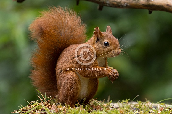 Red Squirrel