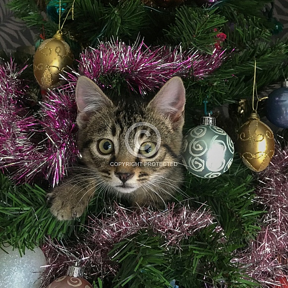 Kitten in a Christmas tree Kitten in a Christmas tree
