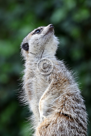 Meerkat (Suricata suricatta) Meerkat (Suricata suricatta)