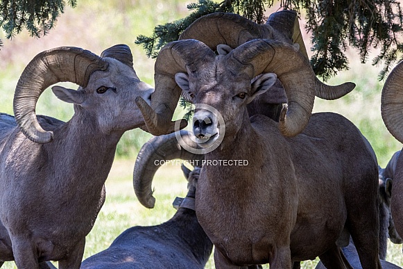 Big Horn Rams