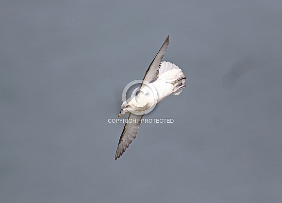 Fulmar Fulmar