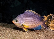 Oval Chromis Fish