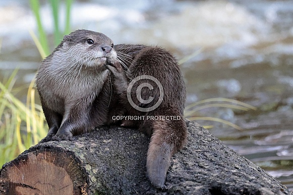 Asian small-clawed otter (Aonyx cinereus) Asian small-clawed otter (Aonyx cinereus)