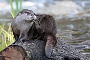 Asian small-clawed otter (Aonyx cinereus)