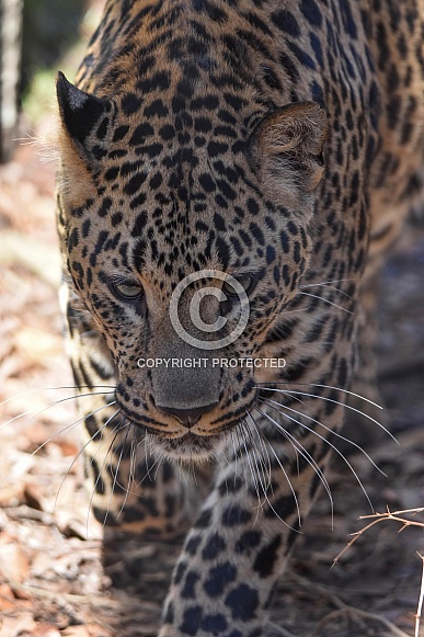 African Leopard