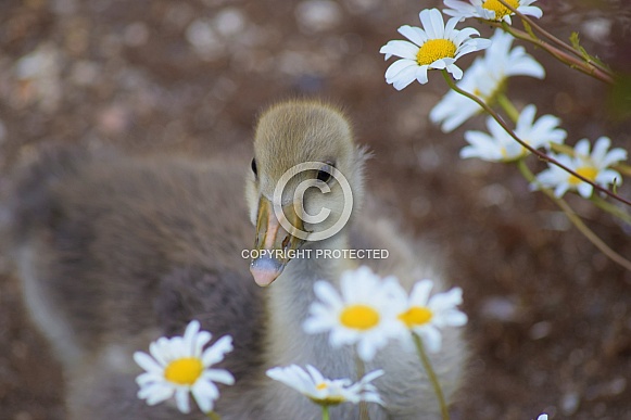 Greylag gosling