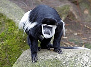 Colobus monkey
