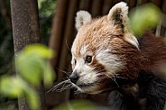 Red Panda Face Shot Looking From Right