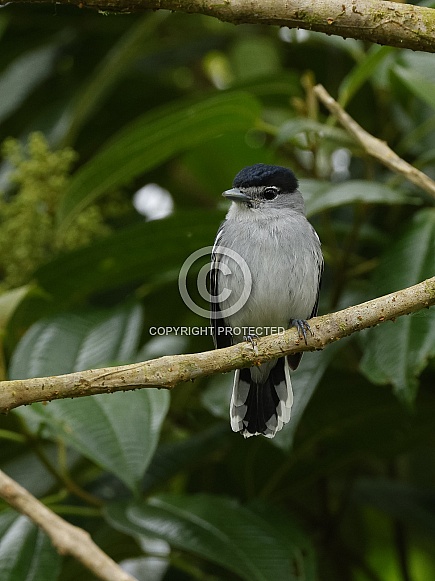 Black and White Becard in Ecuador Black and White Becard in Ecuador