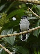 Black and White Becard in Ecuador