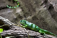 Fiji banded iguana