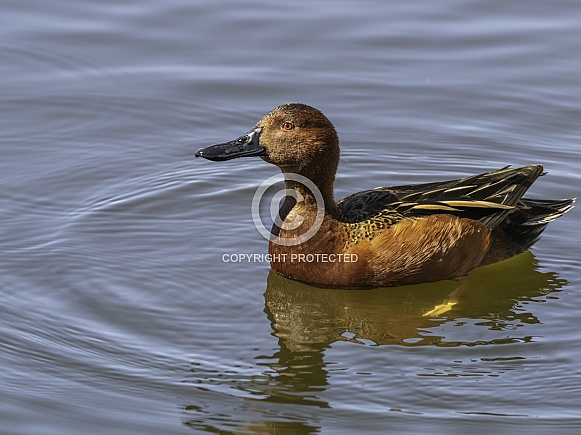 Cinnamon Teal floating around a lake in Utah Cinnamon Teal floating around a lake in Utah