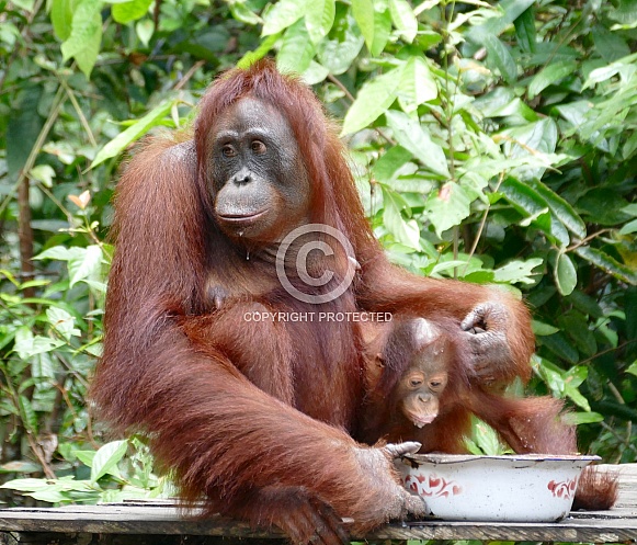 Mother and baby Orangutans