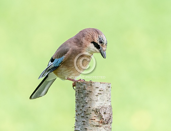 Jay