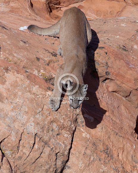 Mountain lion, cougar, puma concolor Mountain lion, cougar, puma concolor
