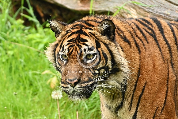 Tiger head
