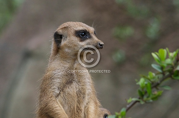 Meerkat