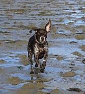 Pointer Charge