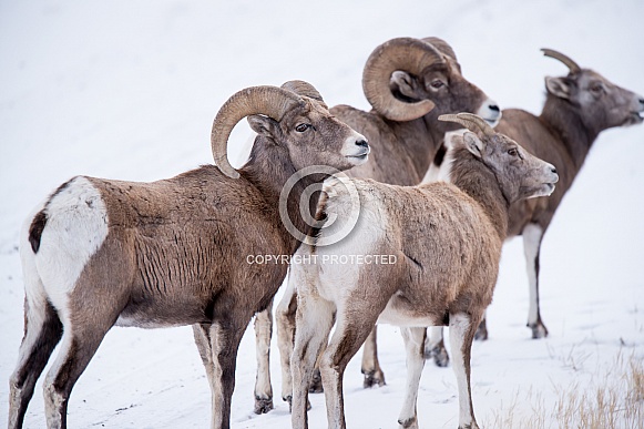 Big horn sheep (wild) Big horn sheep (wild)